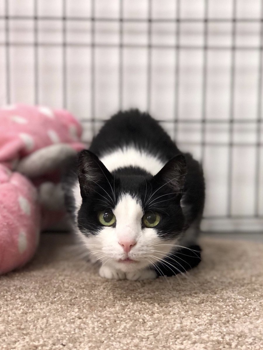 Приют Убежище tweet media