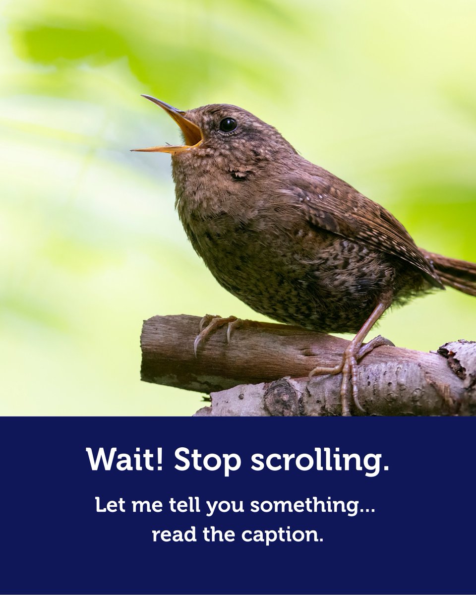 The Wren Project tweet media