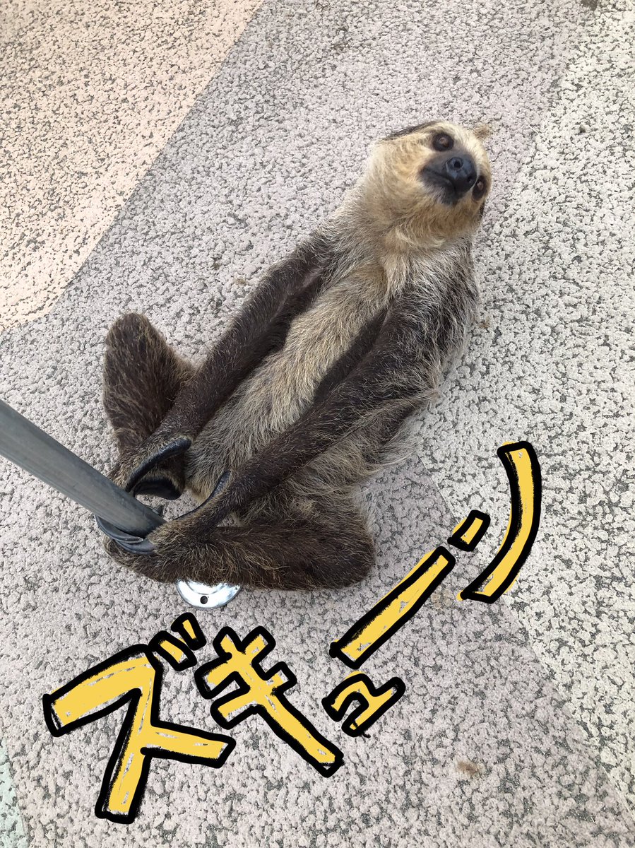 ナマケモノ研究所(The sloth research center)🦥 (@sametyphoon