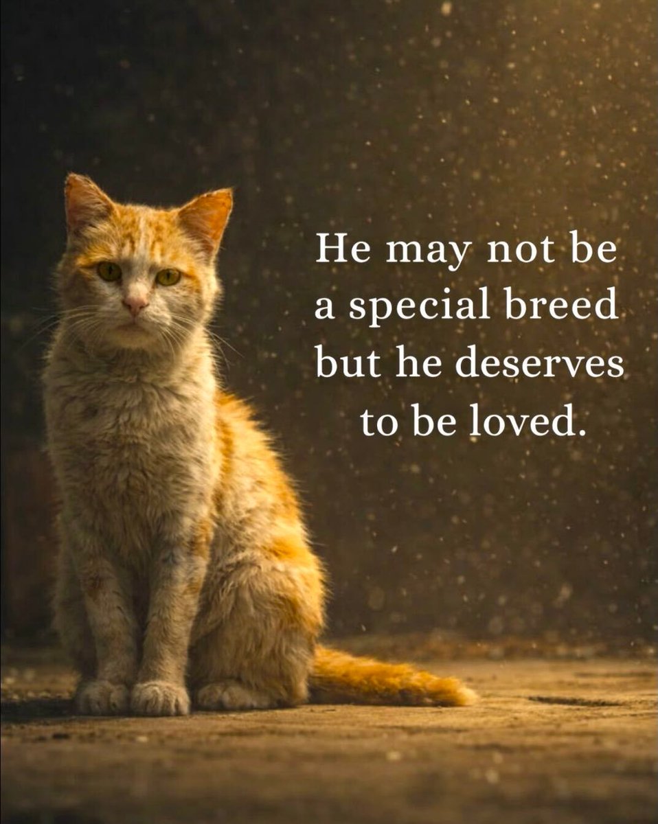 Cats and Kittens tweet media