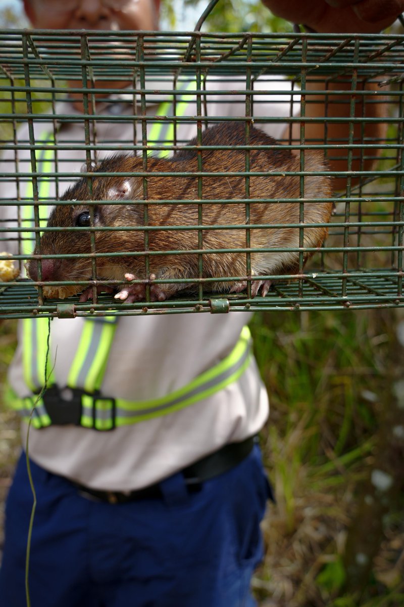 Desde el inicio de Puerto Barú en David, hemos rescatado y reubicado +95 especies de fauna silvestre: aves, serpientes, ratas de campo y otras especies propias del ecosistema.

Cada rescate lo realizamos siguiendo protocolos técnicos especializados con acompañamiento experto que