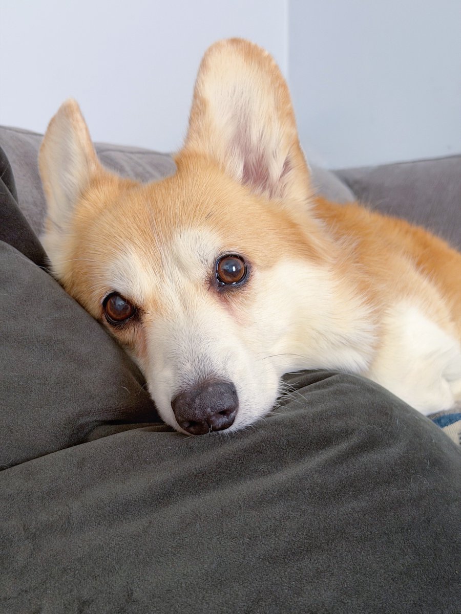 Lilo the Welsh Corgi tweet media