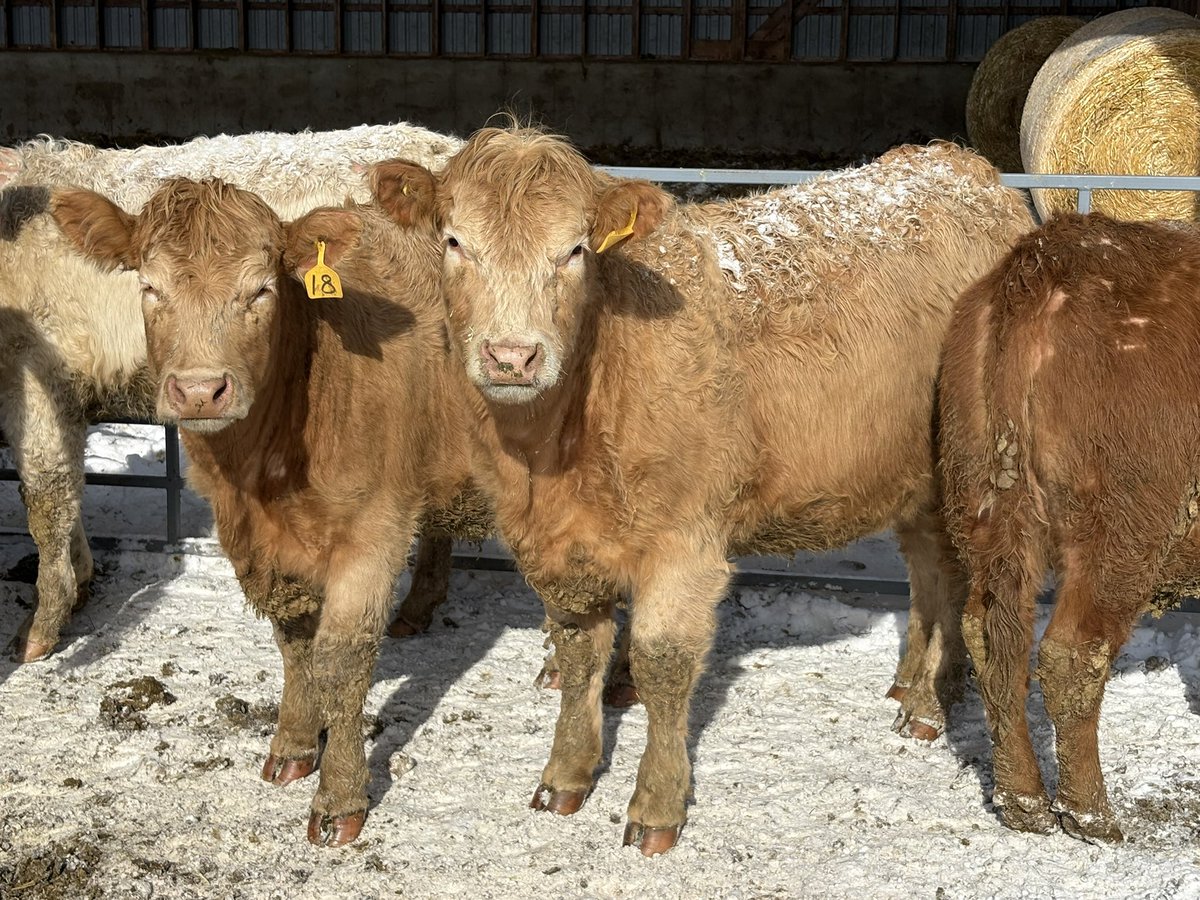 Ab Carroll tweet media