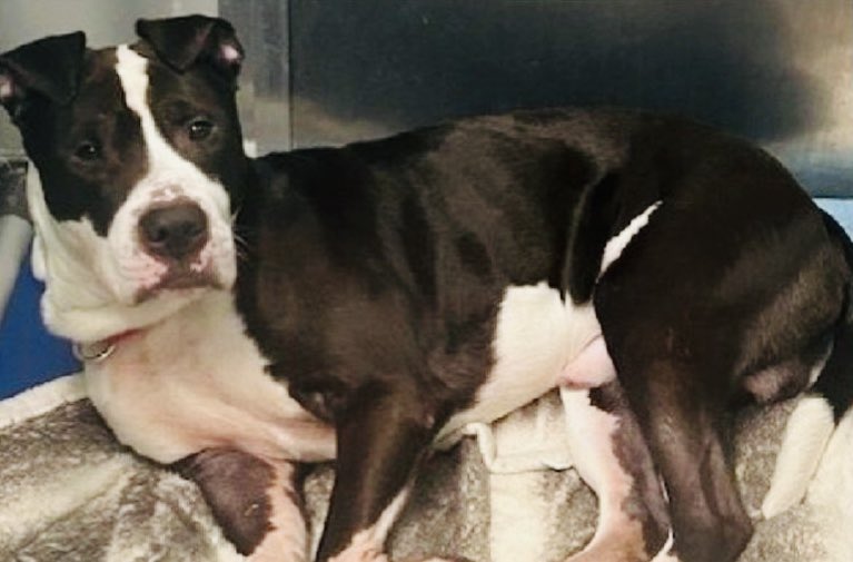 🆘Rambo 🆕Intake🛟 Only 💉🎯 🆘
This is the look of a betrayed 4️⃣yr old boy 4️⃣ being dumped 2️⃣💉by 👨 👩
He’s at Queens ACC of NYC ♥️ 🐈‍⬛ 

🆔2️⃣4️⃣6️⃣7️⃣3️⃣7️⃣ He’s sweet—look at the pic w/his 🐈‍⬛ buddy😍
DM <a href="/notthesameone2/">Not the Same</a> to Foster this crestfallen boy🙏🏻They will 💉him of no 1️⃣comes