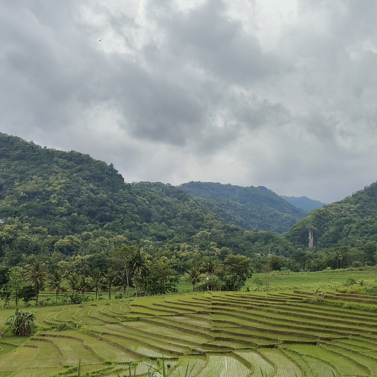 pterodactxl's tweet photo. indonesia bagian #nanggulan saat #mendung https://t.co/lWAO8zNBu2