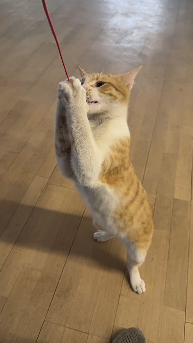 dankeweiter's tweet image. حد عايز يتبنى بسبوس ؟ قطقوط يتيم دلوع و كلينجي وشقي موت و بيحب النوم و البوس و الشغل (اختياري)، بحبه اوي بس بخاف عليه من الشارع و العربيات عشان مبيعرفش يعني ايه خطر أصلا و عبيط