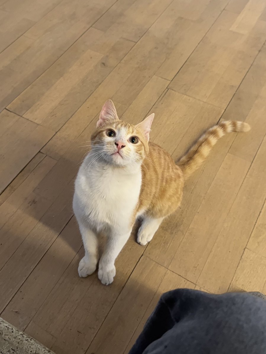 dankeweiter's tweet image. حد عايز يتبنى بسبوس ؟ قطقوط يتيم دلوع و كلينجي وشقي موت و بيحب النوم و البوس و الشغل (اختياري)، بحبه اوي بس بخاف عليه من الشارع و العربيات عشان مبيعرفش يعني ايه خطر أصلا و عبيط