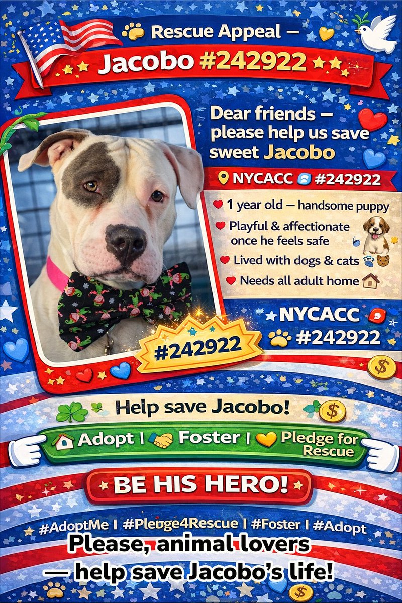 MSC1111's tweet photo. @MorgFairsdogs Jacobo 242922 1 yo puppy #NYCACC #AdoptMe
#EmergencyRescue #UrgentDog #SaveThisDog #NeedsOutNow #Deadline #FosterHomeNeeded #FosterDog #TransportNeeded #RescueNetwork #PledgeToSave #PullRequest #AdoptionUrgent #ShelterDogs #RescuePup #HelpSaveMe https://t.co/s7N4IZ5PH7