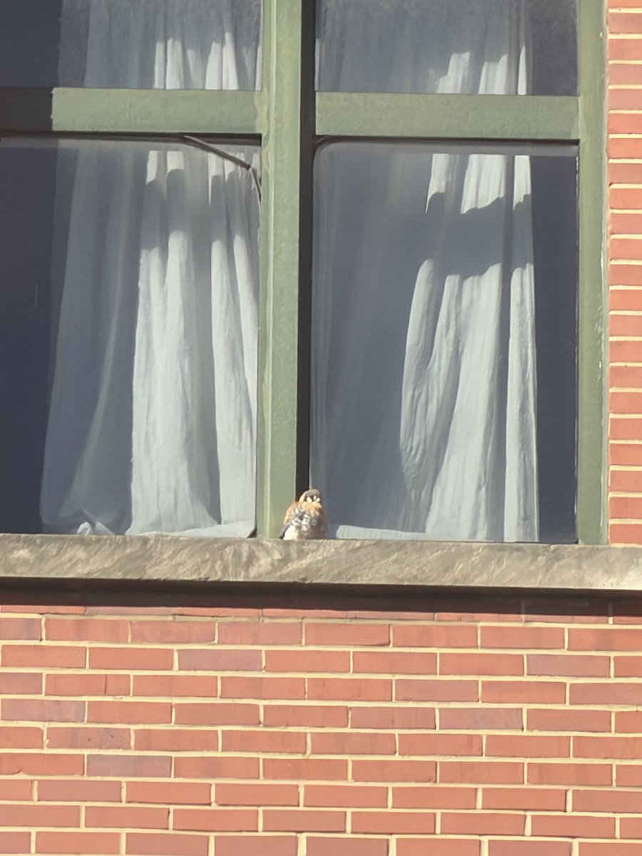 Joel Belfer tweet media