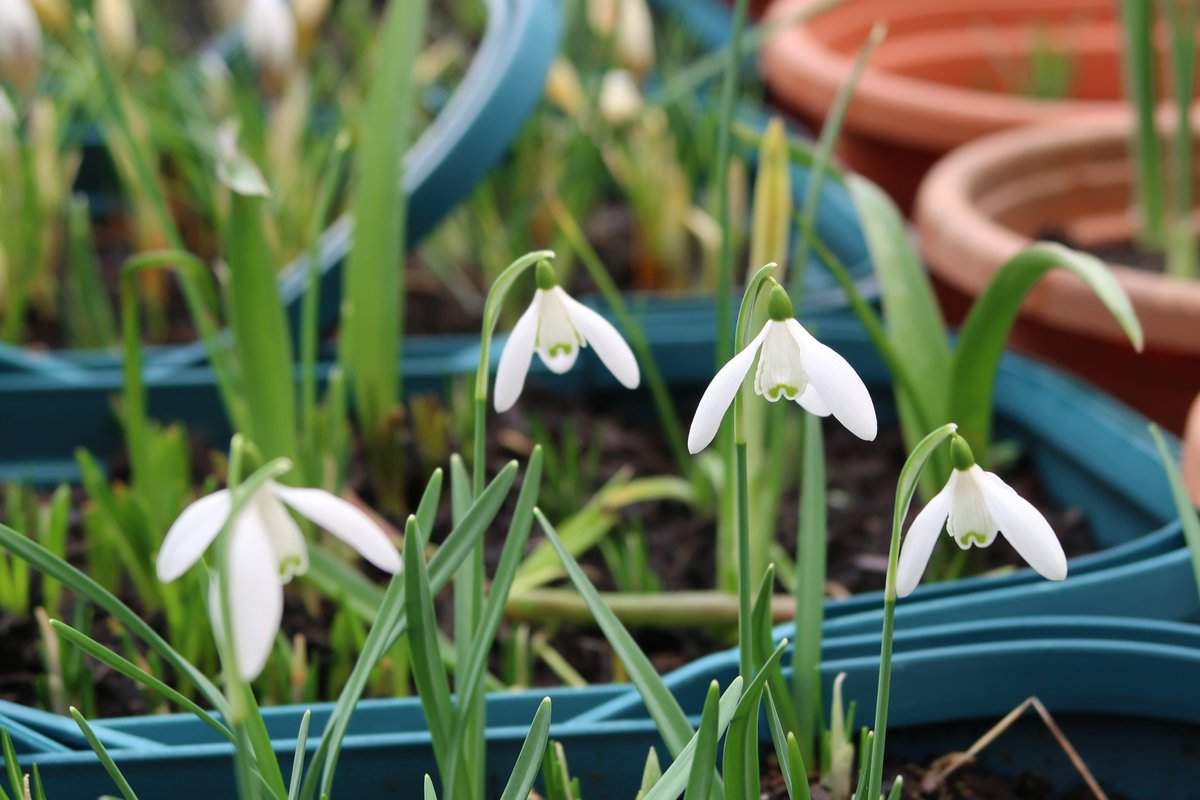 Funky albert snail tweet media