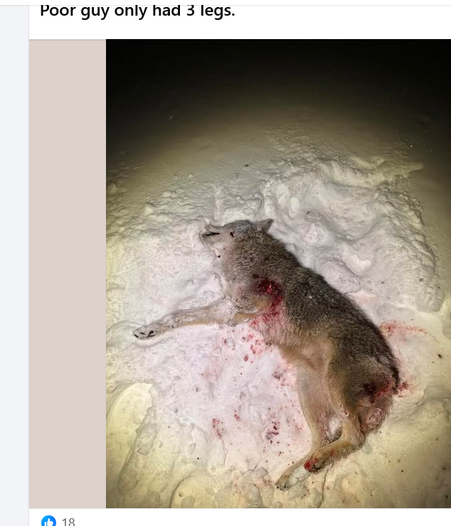 BanKillContests's tweet photo. ‼️They kill everything...poor animal had only 3 legs yet fought to survive. #StopSlobHunting #endslobhunting #protectanimals #savewildlife #compassion #empathy #preservewildlife #wildlifeforall https://t.co/MyVKavN3Xj