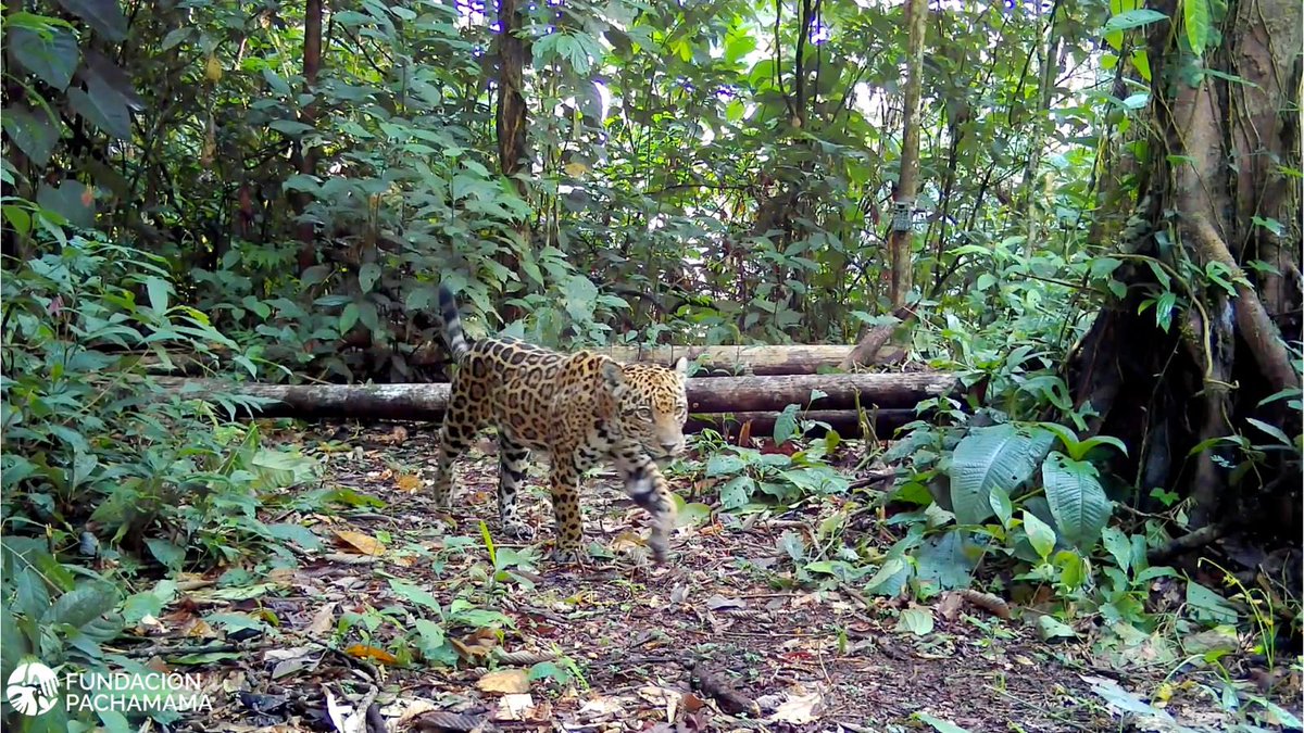 Amazon Sacred Headwaters Alliance tweet media