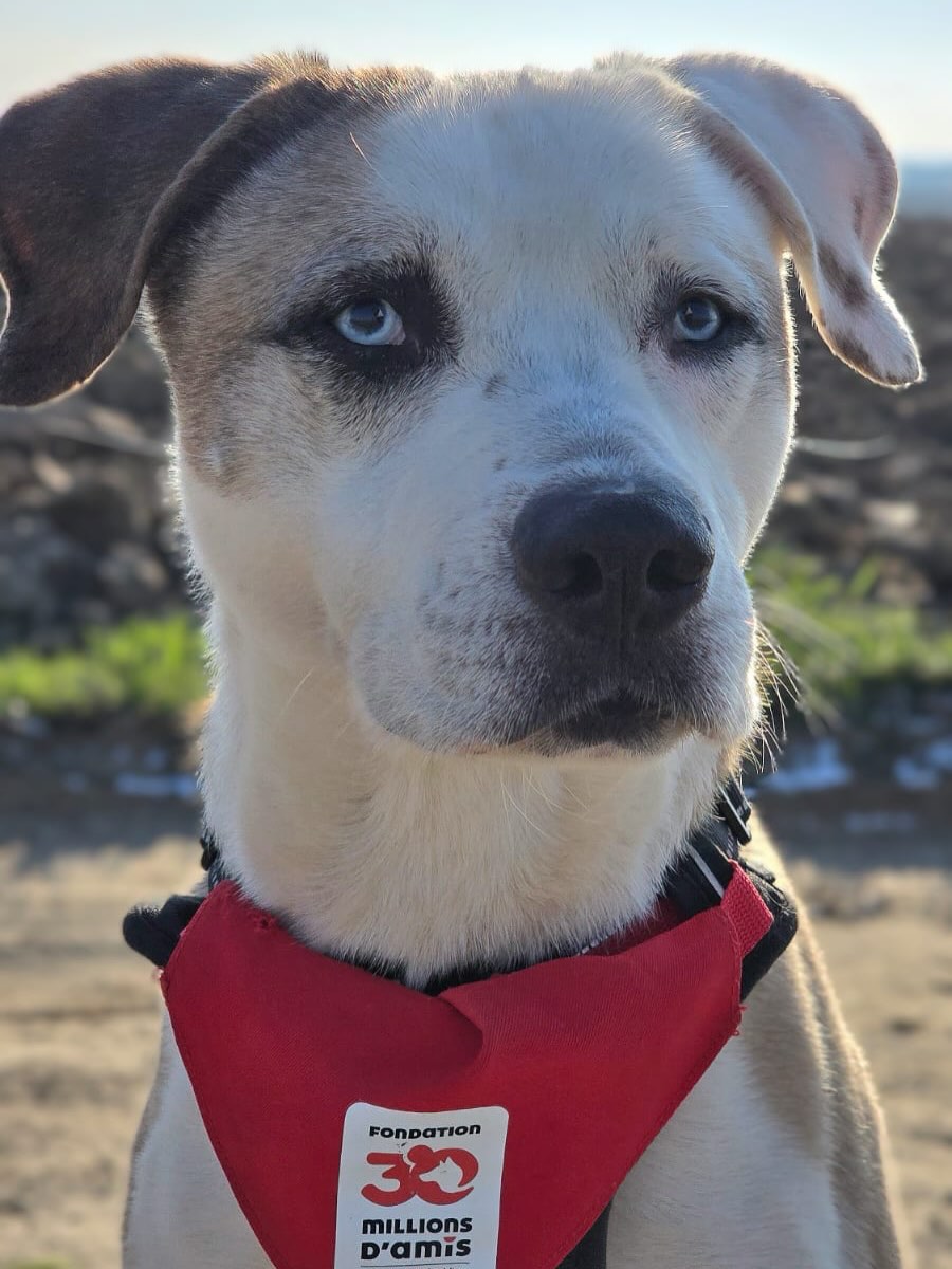 30millionsdamis's tweet photo. Arrivé au refuge #30millionsdamis de La Tuilerie (77) à la suite d'un passage en fourrière, Azur, 8 ans, attend une #AdoptionResponsable💙
✅Bonne entente avec les chats et les chiens
Pour le rencontrer et lui offrir une seconde chance :
☎️ 01.64.00.15.45
📧 latuilerie@30millionsdamis.fr