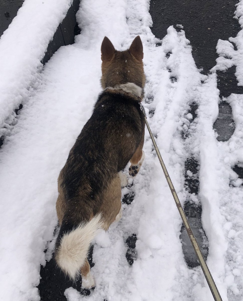２月８日（日）の13:00頃、稲敷市椎塚にて迷子犬を保護しました。

・茶色の首輪
・茶色のミックス系
・女の子
・人懐っこく穏やか

心当たりがある方は、稲敷警察署にて保護されております。

１日でも早く飼い主様の元へ帰れますように。

#稲敷市
#迷子犬