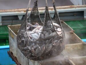 AtunaNews's tweet photo. After months at the same level, the price paid for frozen whole round skipjack in Manta has shifted lower. Supply by EPO fleets is expected in a few weeks as seiner resume fishing on January 19 when the veda ended. The canners are buying...https://t.co/QiVI1Bj6Ko #Manta #skipjack https://t.co/lw9sfab2gi
