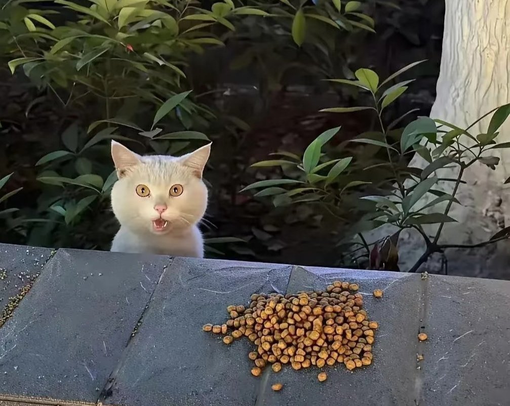 人，看到流浪的小猫
请给它们拍一张照片
如果没有主人
那将会是它在这个世界上唯一的一张照片