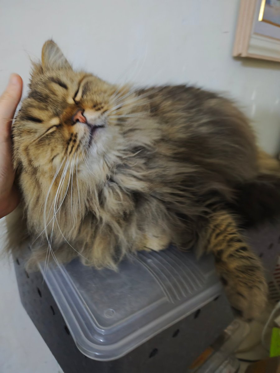 Tsavorite26 tweet media