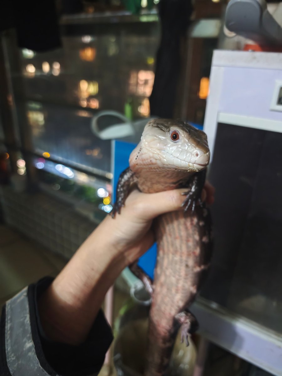 Tsavorite26 tweet media