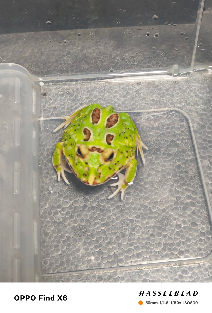 Tsavorite26 tweet media