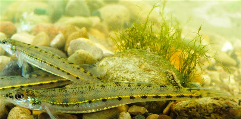 Fisheries and Oceans tweet media