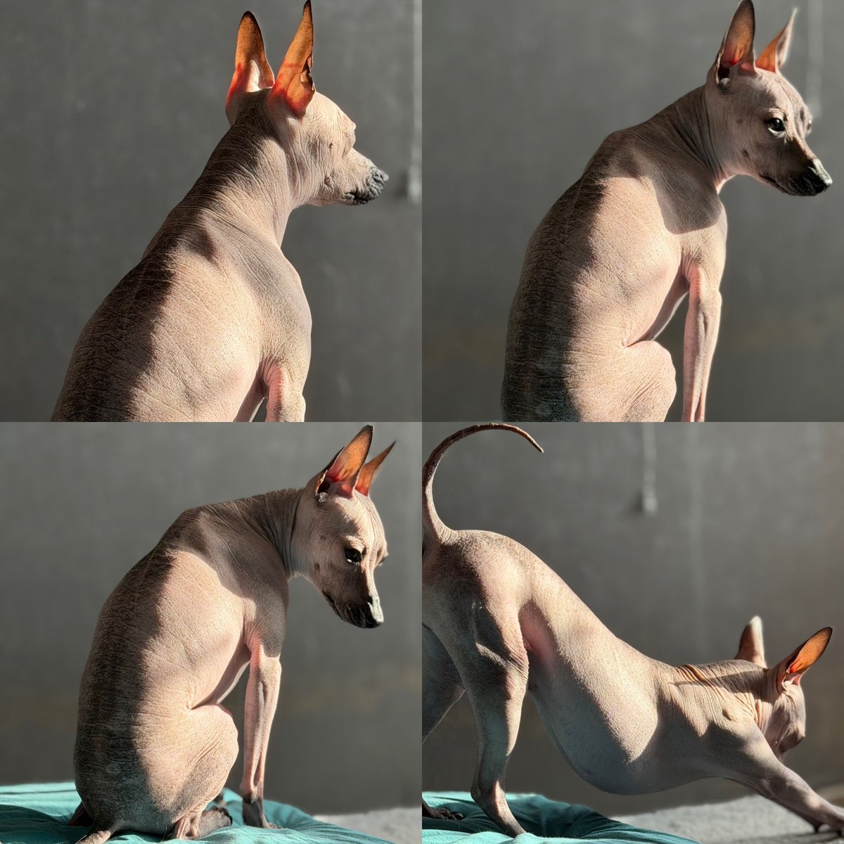 Экзистенциальный кризис, холст, масло кокоса 🥰