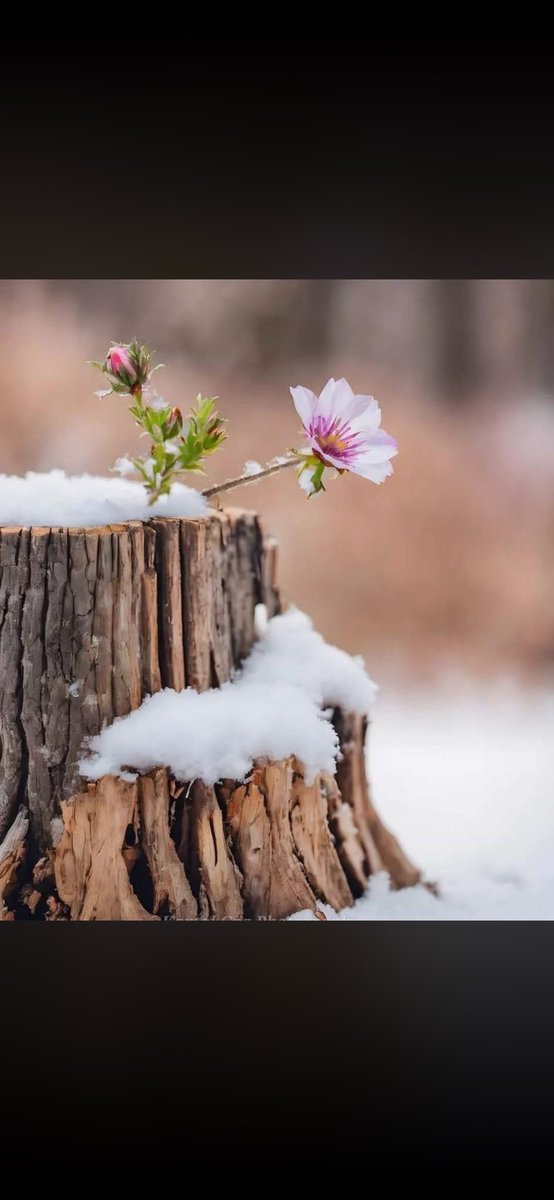 Cihan 62dersim tweet media