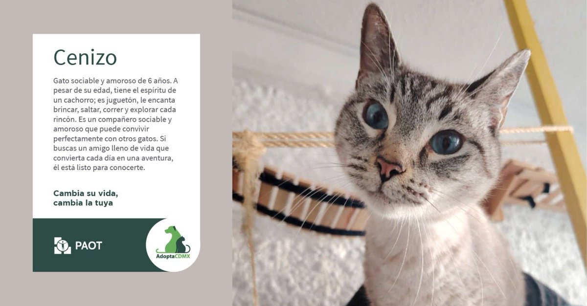 Soy curioso, alegre y muy cariñoso. Me llamo Cenizo y me encanta brincar, saltar y correr por toda la casa. Busco una persona que sepa encausar mi energía y quiera un compañero para siempre.
✳️Datos para adopción👇
📩 redessociales<a href="/pnamexico/">PNA México Adopta</a>.com
📞 55 6678 3139
@pnamexico