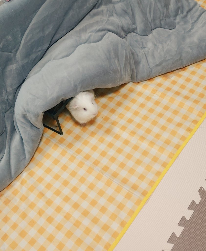 mochirちゃん (@418_iam) on Twitter photo 