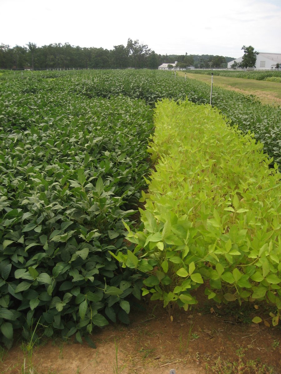 Plant Registrations tweet media