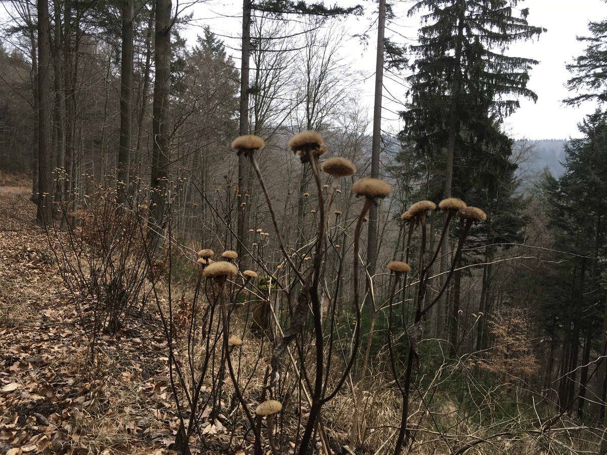 Auch im verblühten Zustand sieht die Große Telekie interessant aus – wie hier am Hohen Nistler in Heidelberg-Handschuhsheim. Wer Windkraft-Industriegebiete in den Wäldern ablehnt - NICHT die Grünen bei der Landtagswahl wählen. Schaut Euch die Wahlprogramme an!