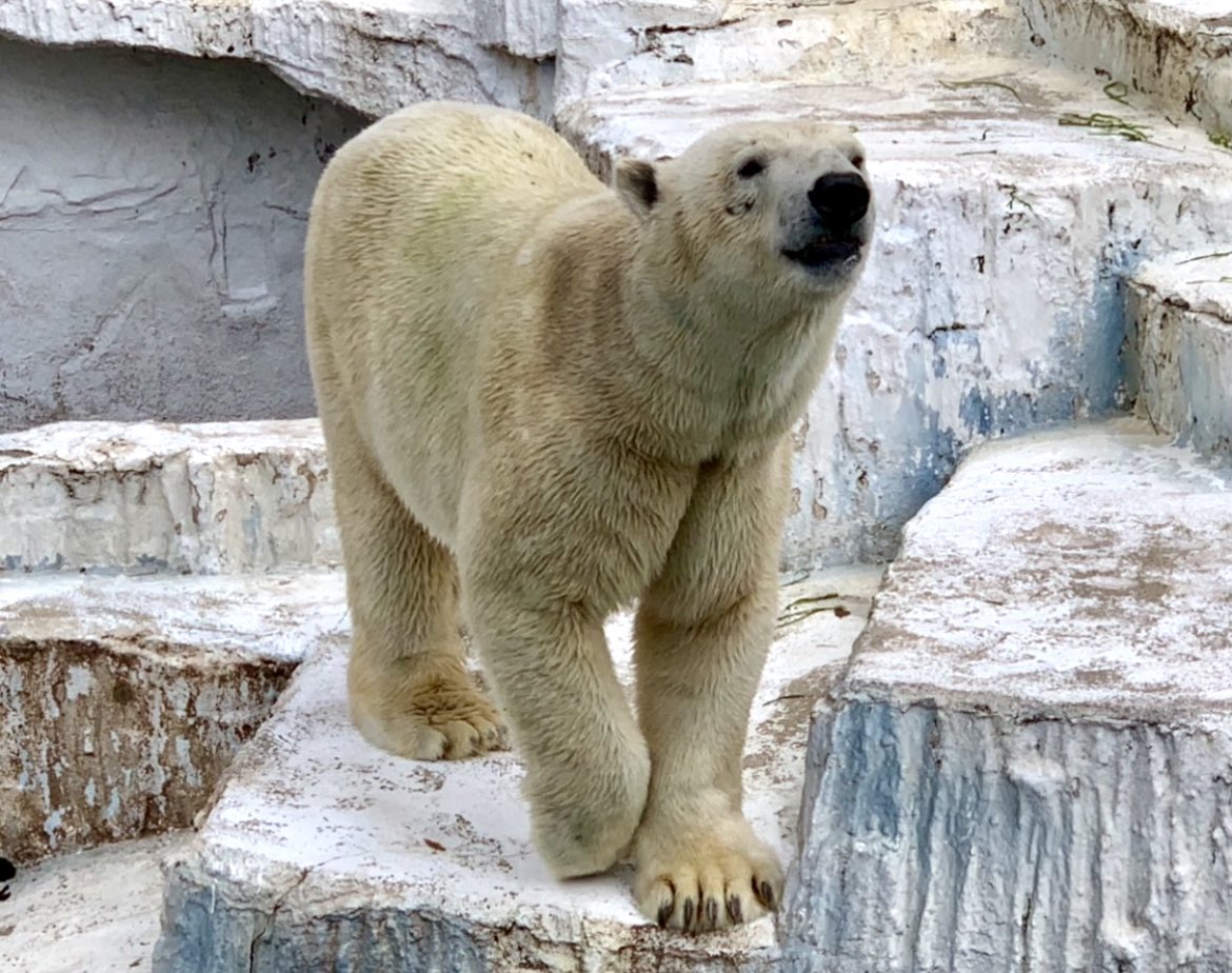 くまとねこ (@bear_87cat) / Posts / X