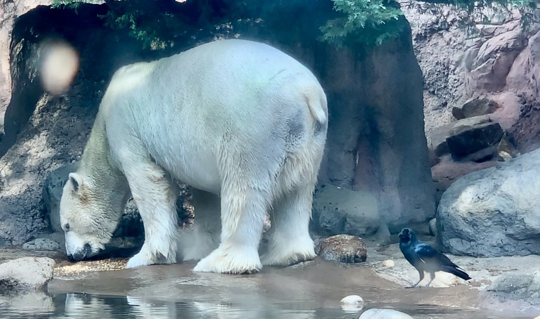 くまとねこ (@bear_87cat) / Posts / X