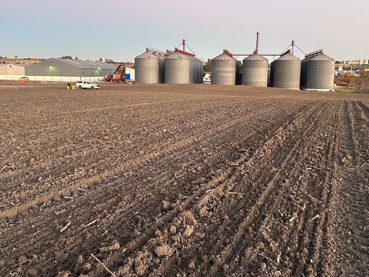 Climsostrigo tweet media