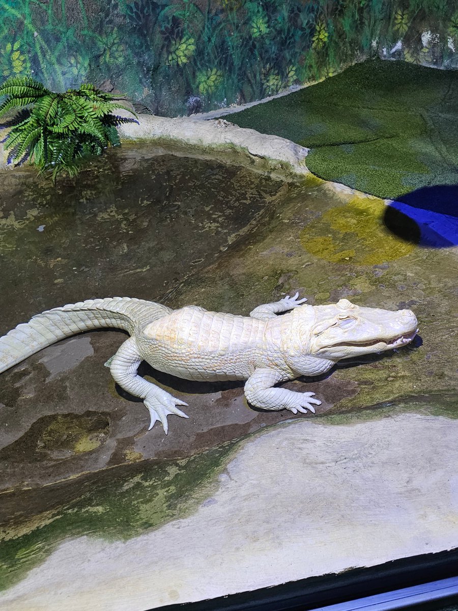 lígia romeu 🐭 tweet media