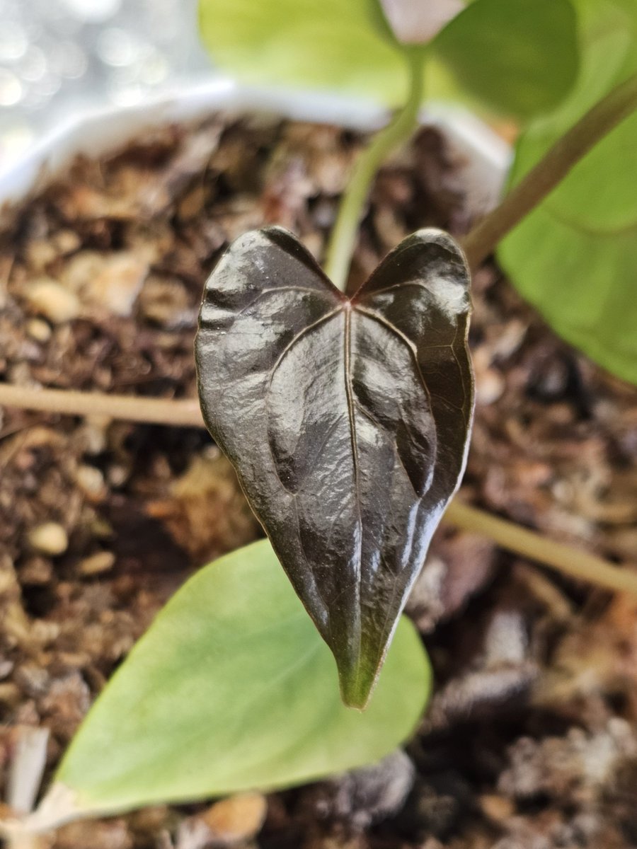 This is how I picture my heart