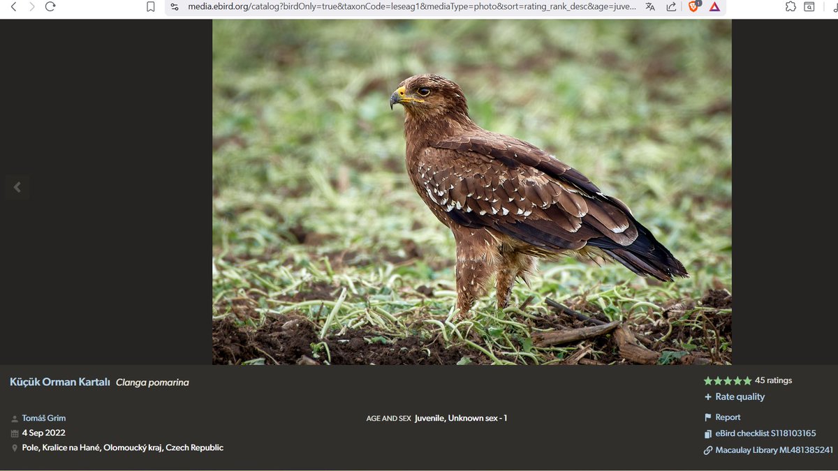 Türkiye'de ingilizce adı benekli kartal olan 2 kartal türü var, küçük orman kartalı (lesser spotted eagle) ile büyük orman kartalı (Spotted eagle). İkisininde gençlik dönemlerinde kanat üstünde beneklenmlere oluyor. Baba hangisini seviyordu onu bilemem🤓