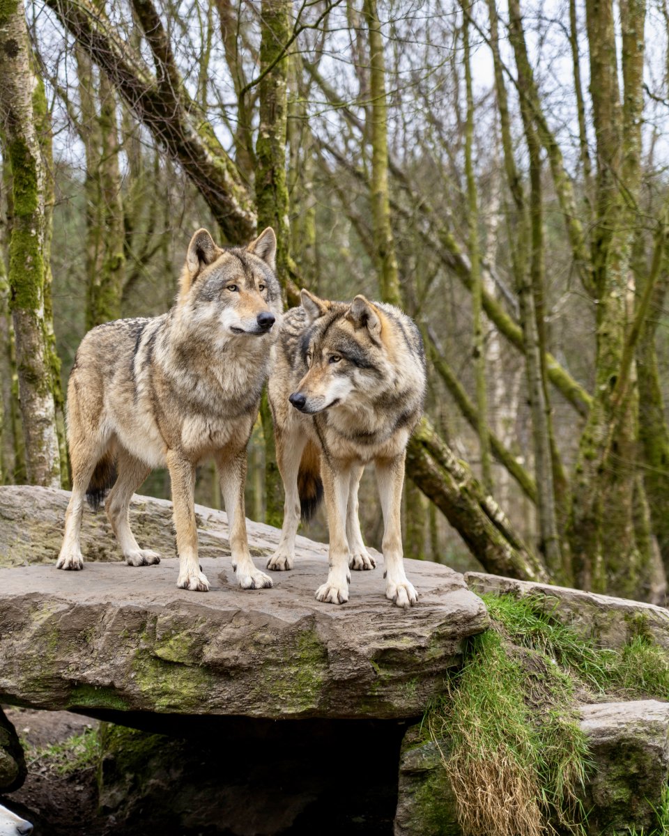 RedcastleHotel's tweet image. Turn your @wildireland adventure into a full family escape at Redcastle Hotel &amp;amp; Spa. Enjoy 2 nights with Full Irish breakfast, a family dinner, pool time, plus €20 activity credit towards local attractions ow.ly/oNsL50Y7AiS

#MidTermBreak #RedcastleHotelandSpa #l