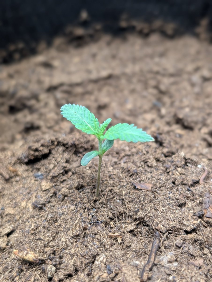 RooskieBrewskie 🐴 tweet media