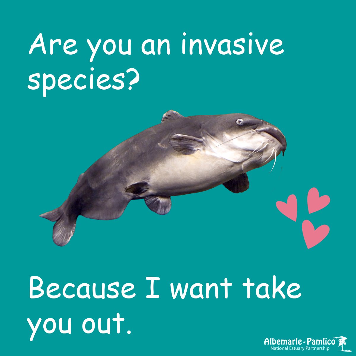 Albemarle-Pamlico NEP tweet media