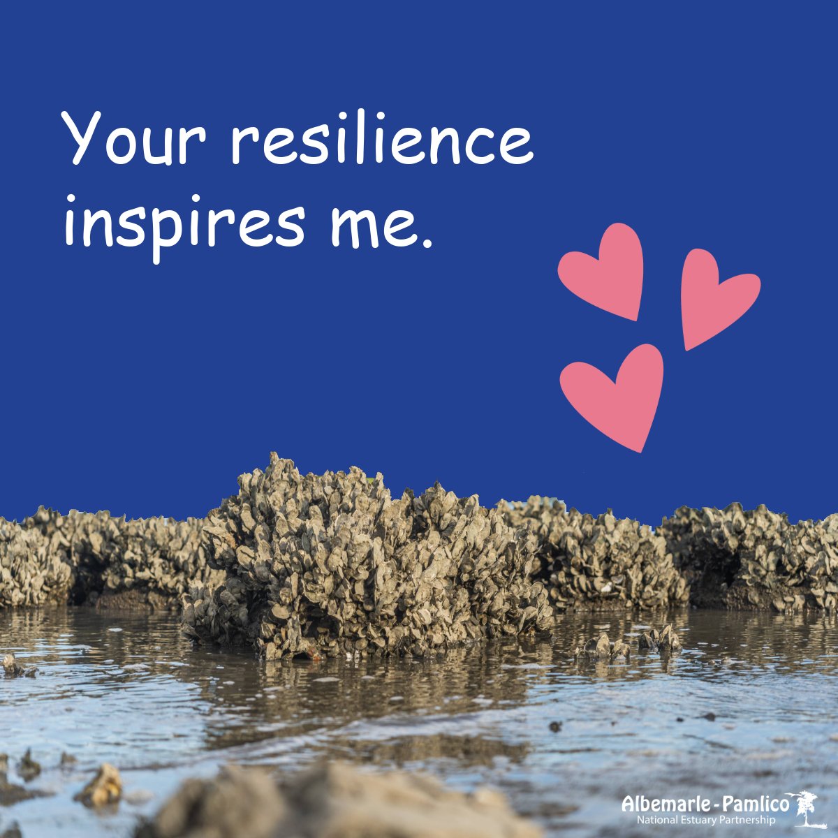 Albemarle-Pamlico NEP tweet media