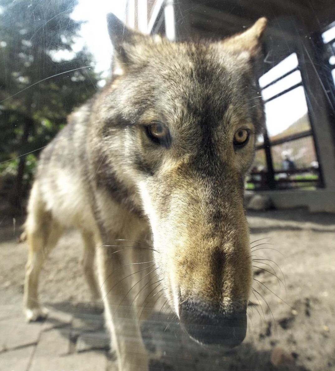 Emergency Wolf tweet media