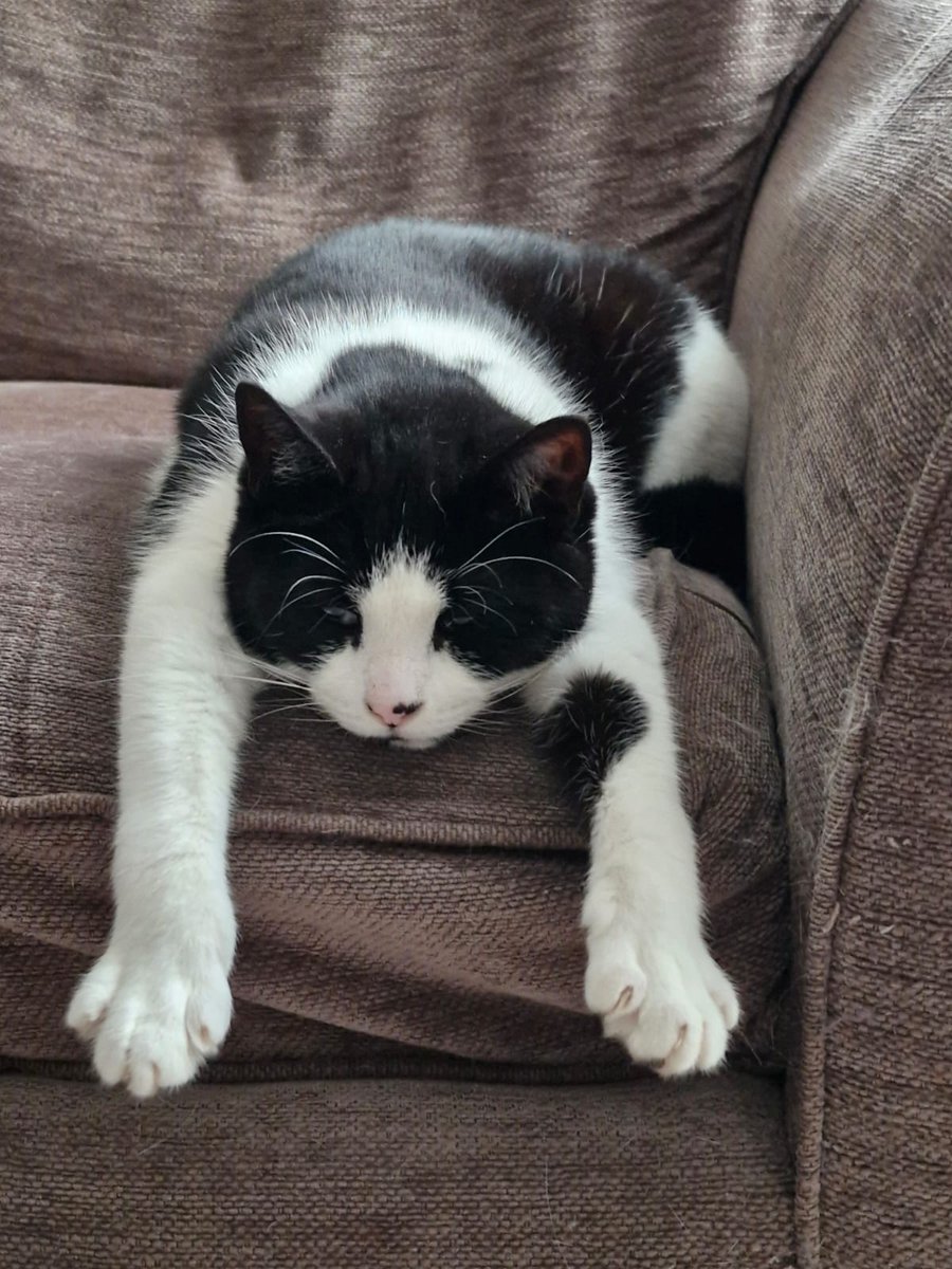 I love being shadowbanned for no reason it is so fun