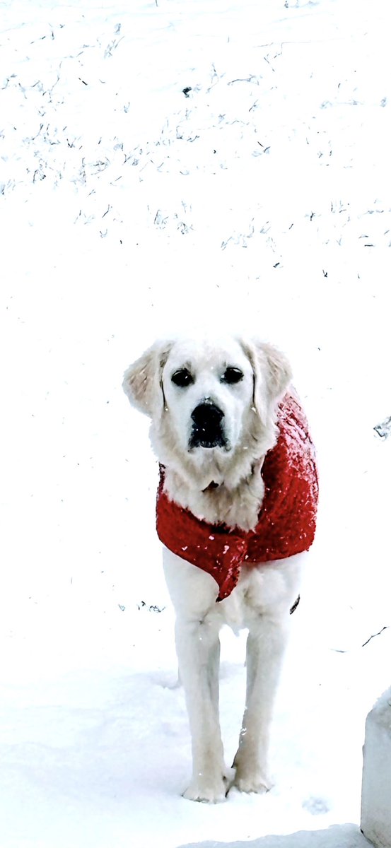 Kelly Anne Liberto tweet media