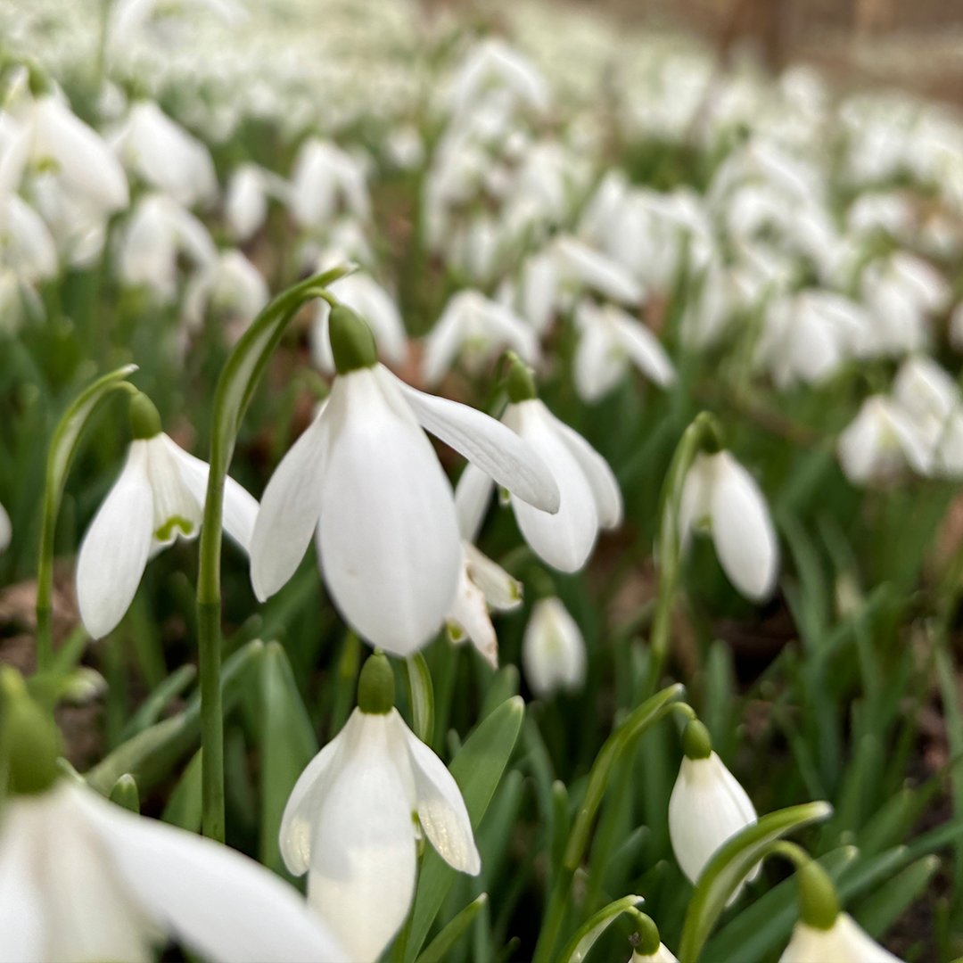 Ampleforth Abbey tweet media