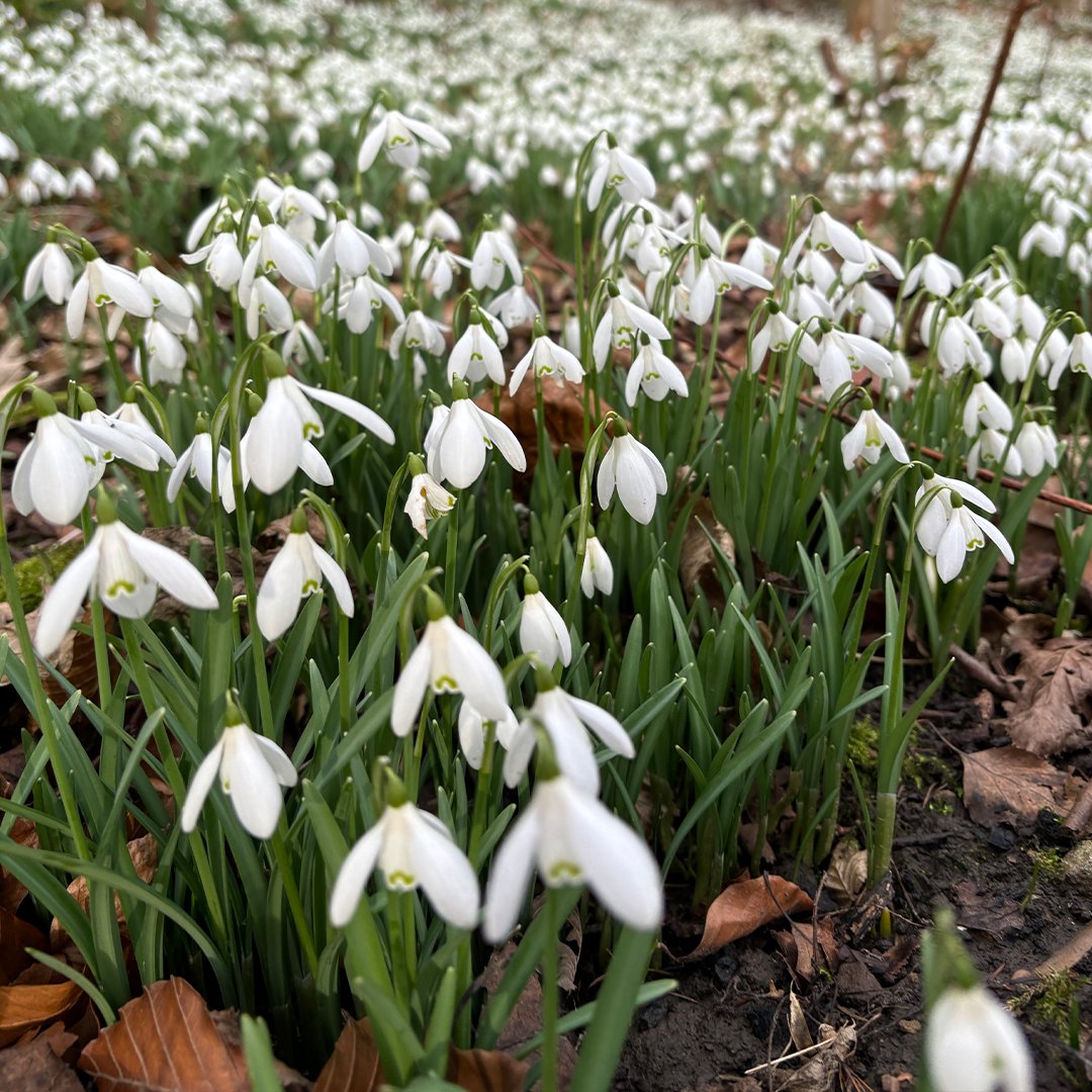 Ampleforth Abbey tweet media