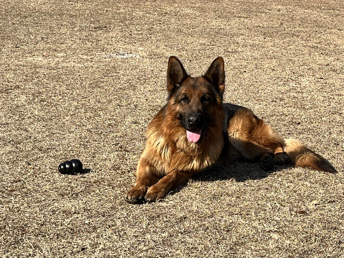 Pretty boy waiting on someone to throw the ball for him. Call us for your new ball partner.