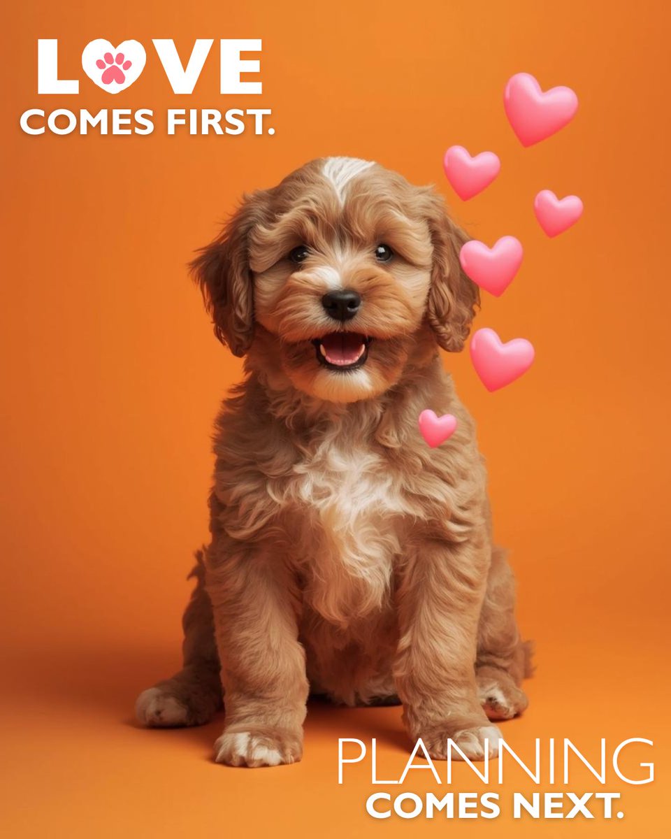 PetlandIowaCity's tweet photo. Bringing home a puppy is a heart decision. Planning makes it responsible 🐾 Learn how Petland supports families every step of the way 👉 https://t.co/icxysgHult
#Petland #PuppyCare https://t.co/IWHDHsCvPN