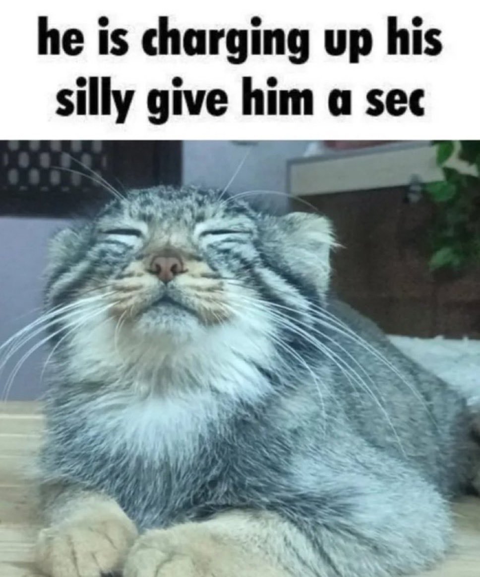 Manul tweet media
