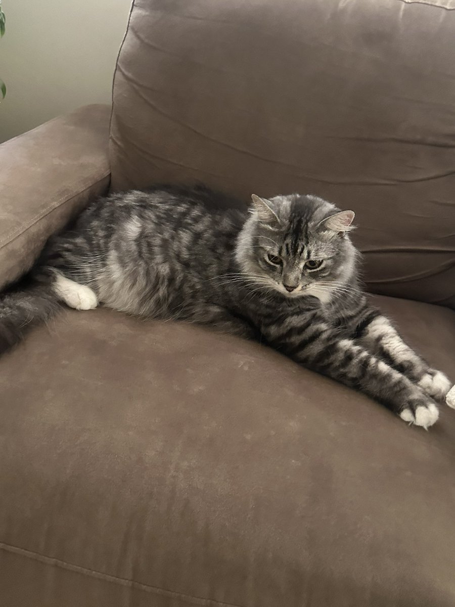 Stath5688's tweet photo. @pepsi I love Pepsi. Named my Cat Pepsi. https://t.co/w52dWJqODo