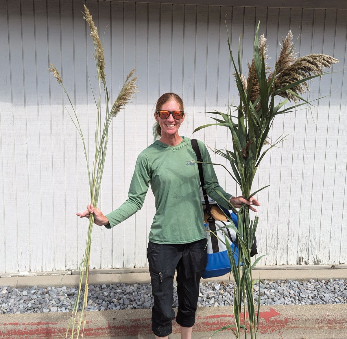 utahgeological's tweet photo. Think tall grass is harmless? Think again.
Invasive phragmites are taking over Utah, draining groundwater and crowding out native plants. The UGS, @UtahFFSL, and @USFWS are fighting back with drone and satellite mapping.

Learn more–https://t.co/LroJbVMdLj https://t.co/eUtDFGUj9v